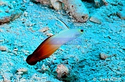 Nemateleotris magnifica Wakatobi Wangi Island-29m-20180601-Denis-ADER-DSC_2862_tn